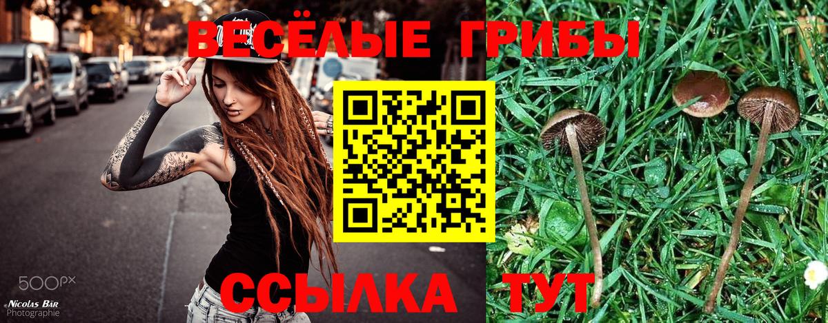 Псилоцибиновые грибы Psilocybine cubensis Богданович